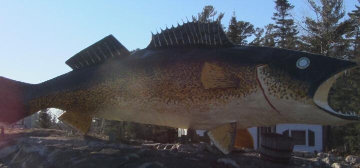 newfish