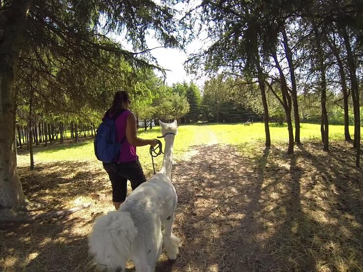 rzDream Acres Alpacas