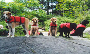 Dog-Paddling-Adventures---lifejackets