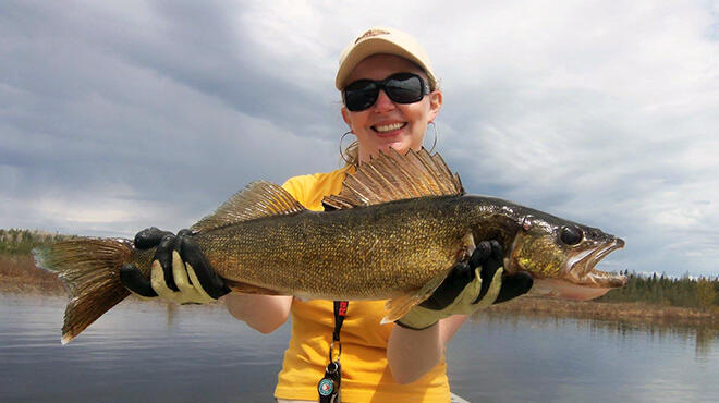 Beautiful walleye caught on Attwood Lake