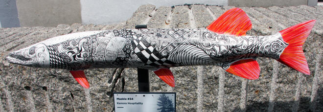 The fins on Cher Stooke's muskie really stand out against the black and white body
