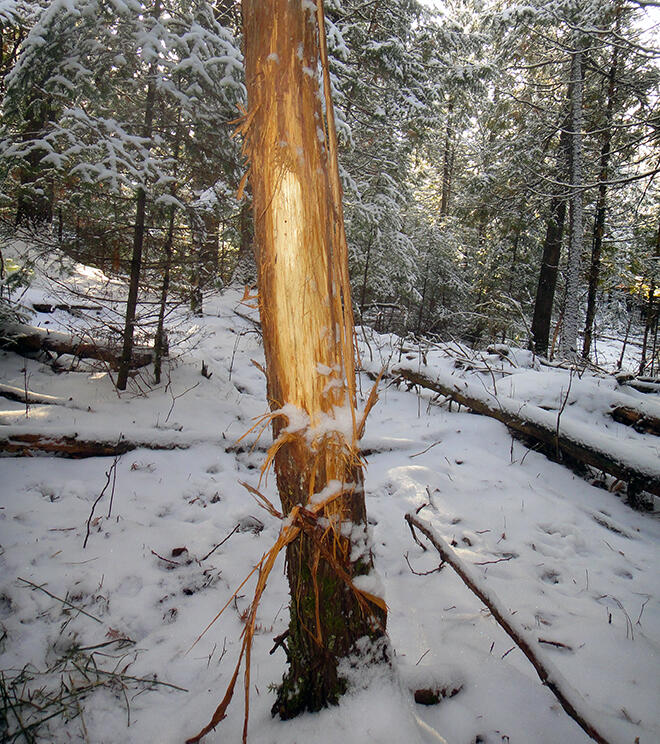 A big tree rub indicates a big buck in the area. If you find rubs like these, you know a big buck will not be far away!