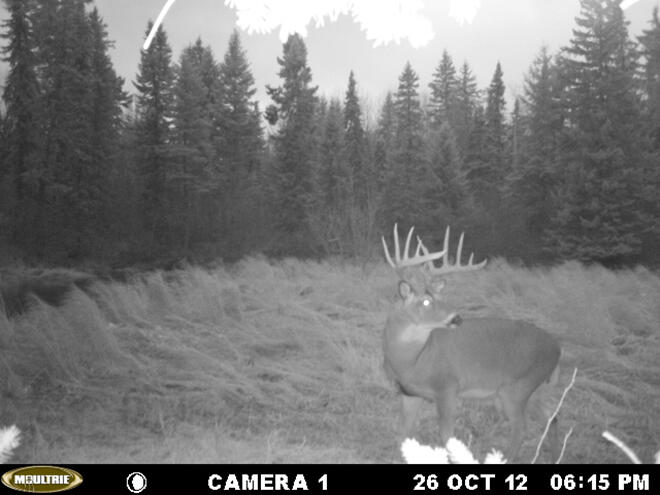 A monster Northwest Ontario buck makes a dusk appearance in a dry swamp area.