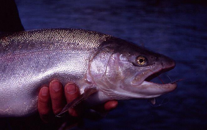Steelhead in hand