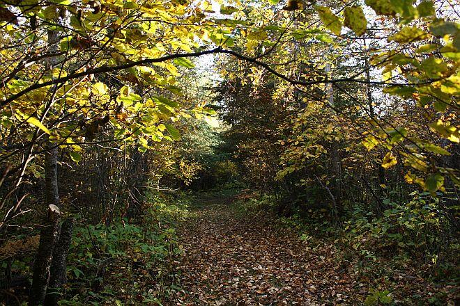 Trail with leaves