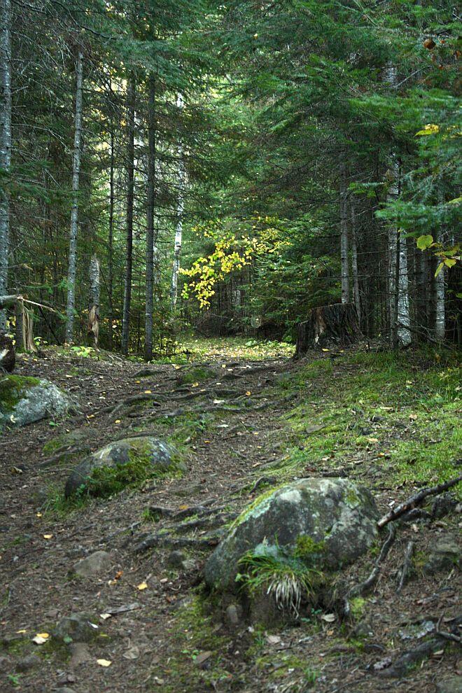 trail-stumps-rocks