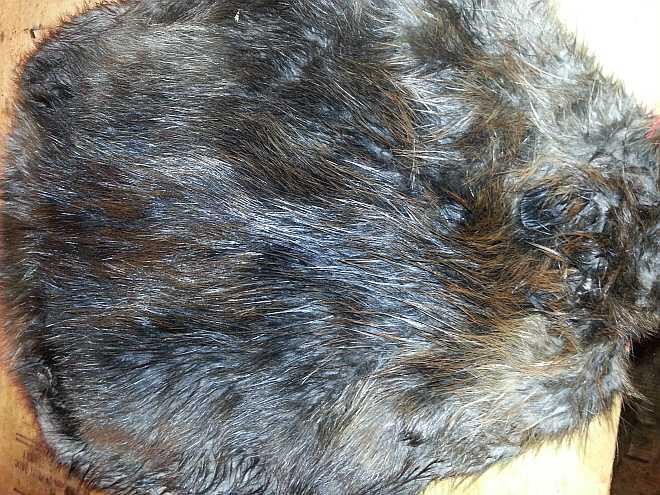 beaver pelt