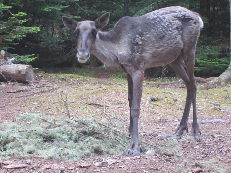 caribou