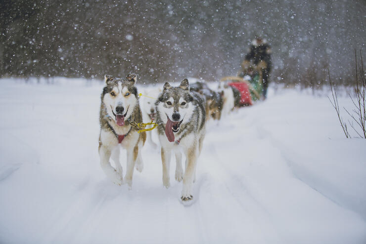 Team of sled dogs pulling a sled with a driver. 