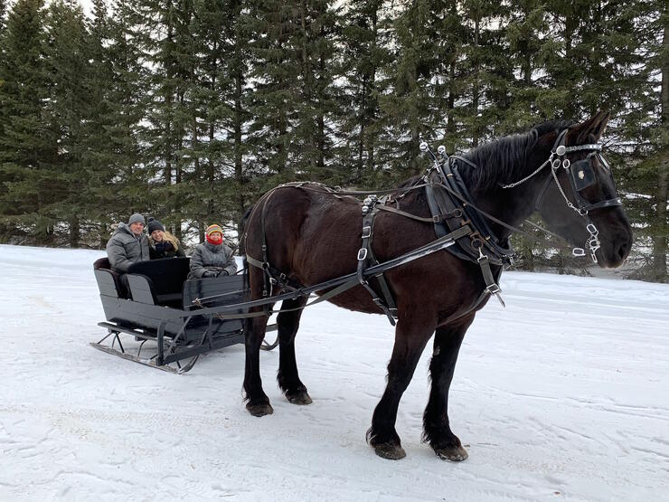 Horse hooked up to a cutter sleigh with a driver and a young couple in sleigh. 