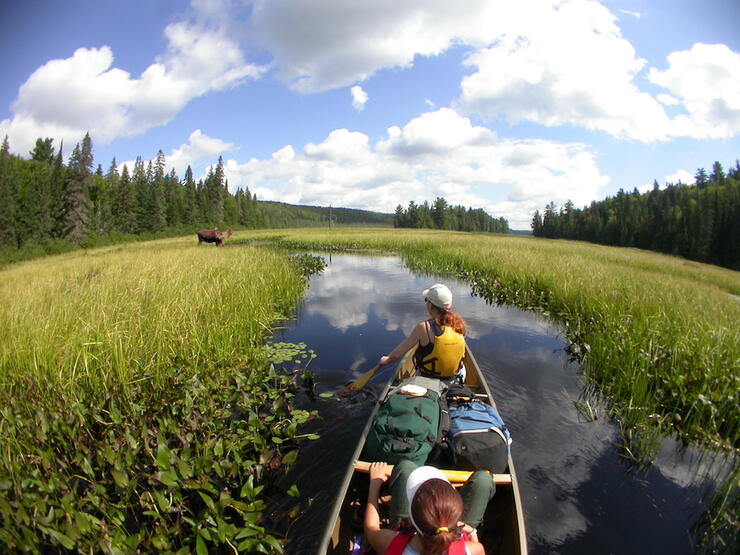 Woman and girl in front of canoe paddling down an opening in marsh towards a moose. 