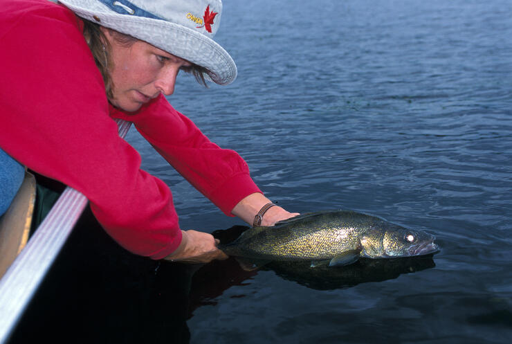 woman releasing walleye