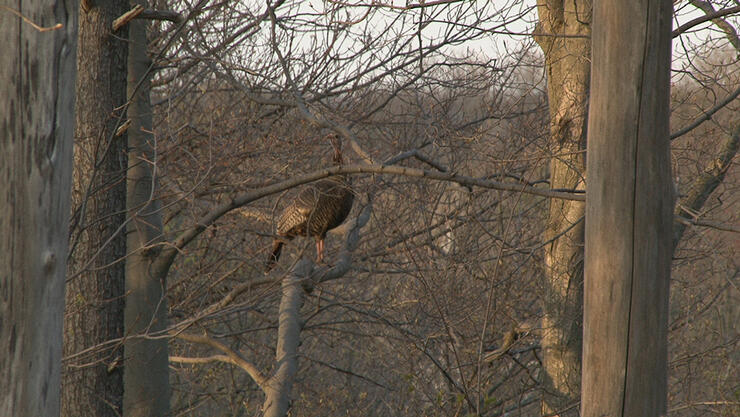 Turkey1