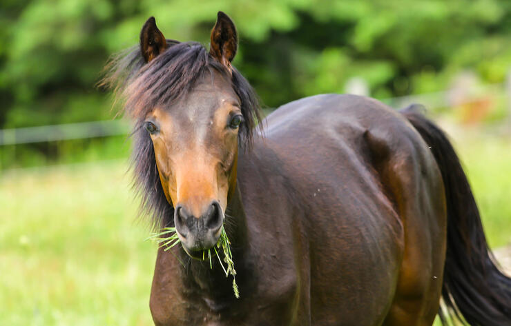 Chestnut coloured horse eating a mouthful of grass. 