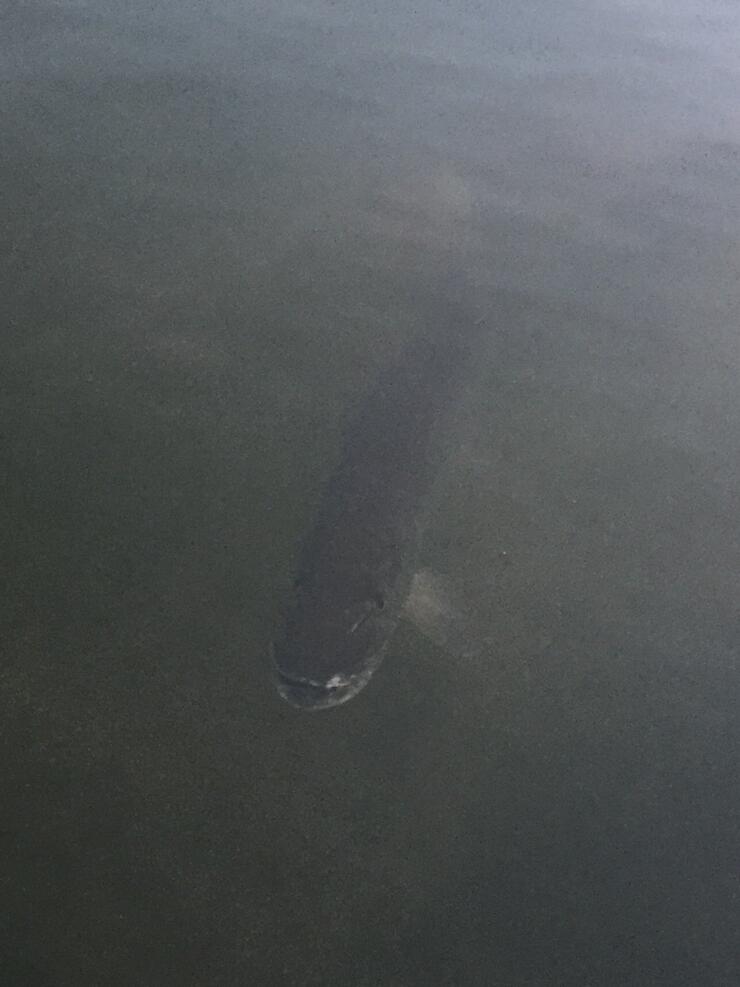 muskie-waters