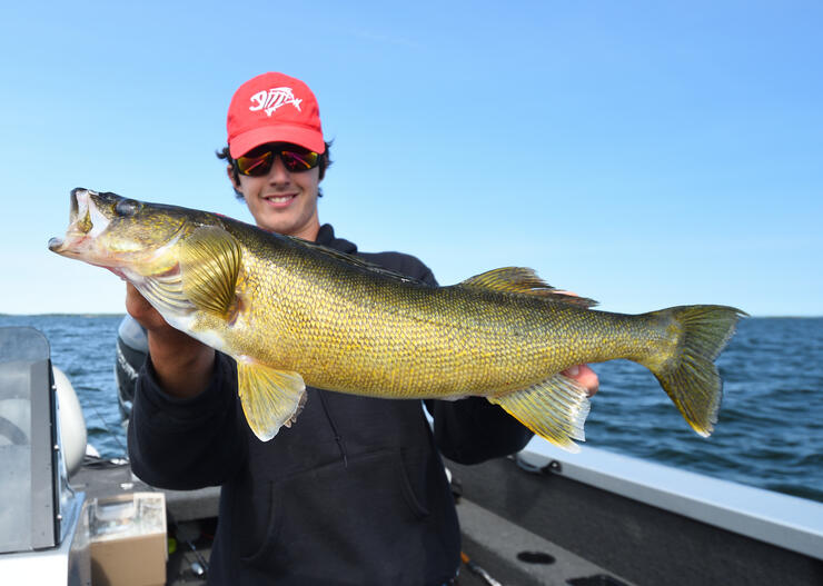 big-walleye