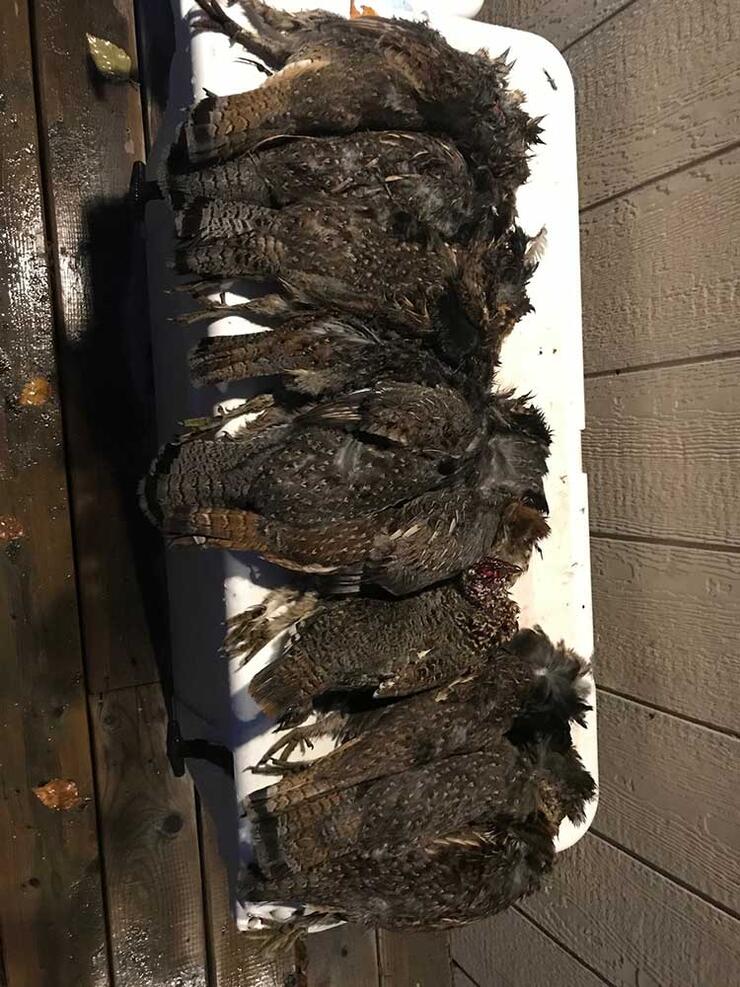 grouse hunting