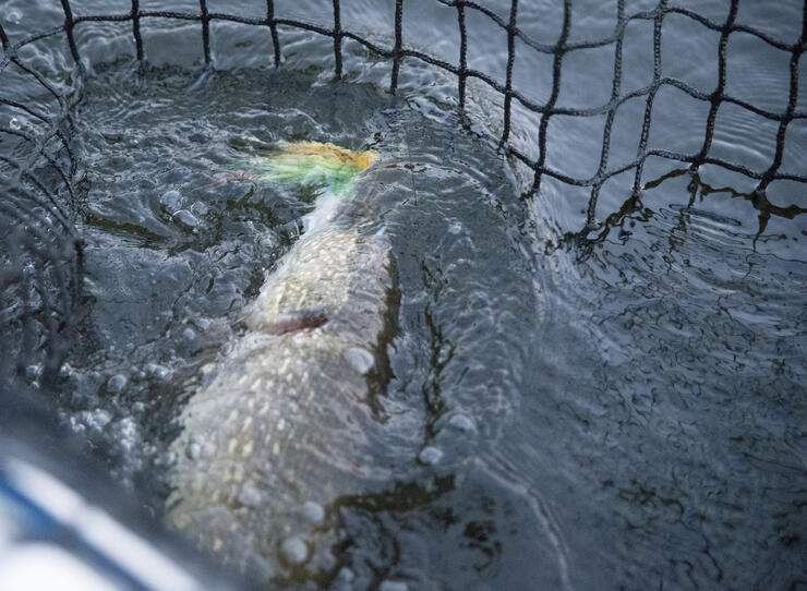 netted northern pike
