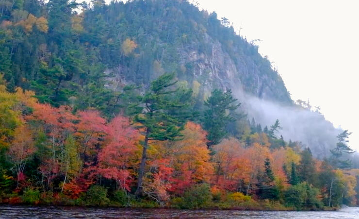 Vibrant colours of red and yellow leaves with grey rock cliff in background