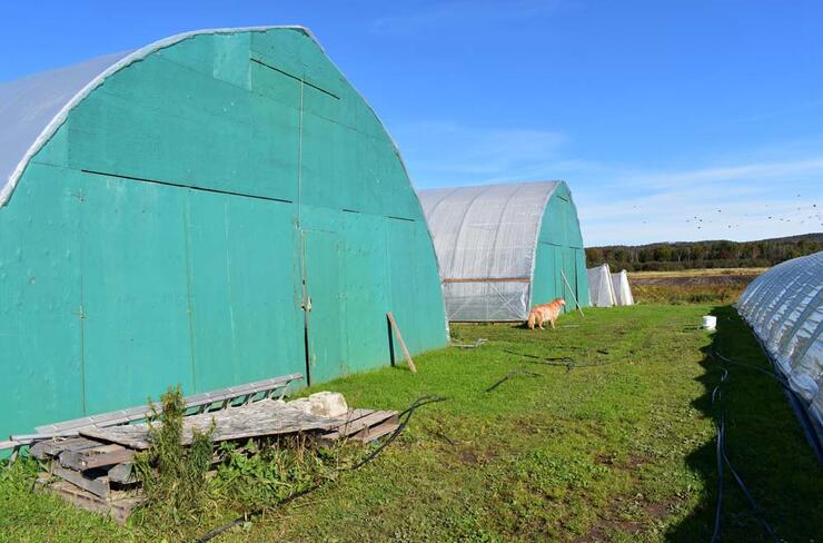 neal's country market greenhouses