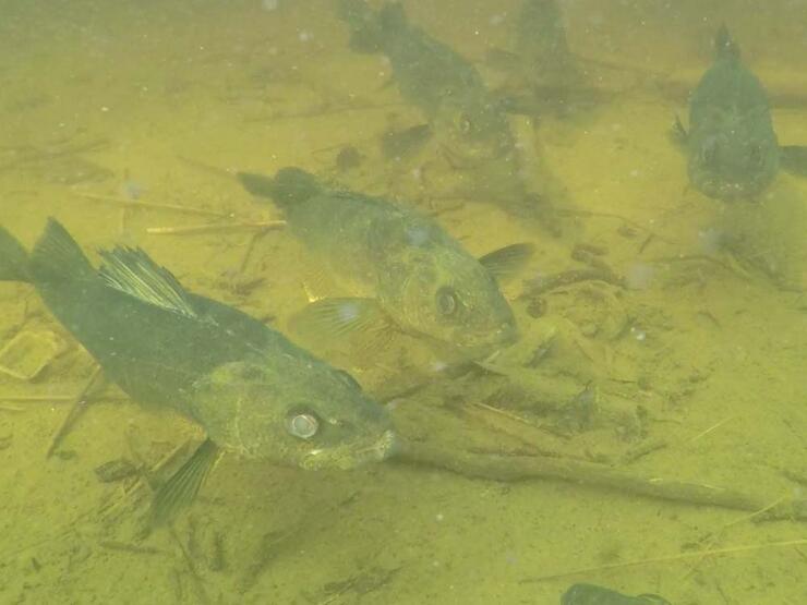 pet walleye