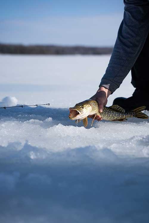 ice fish pike