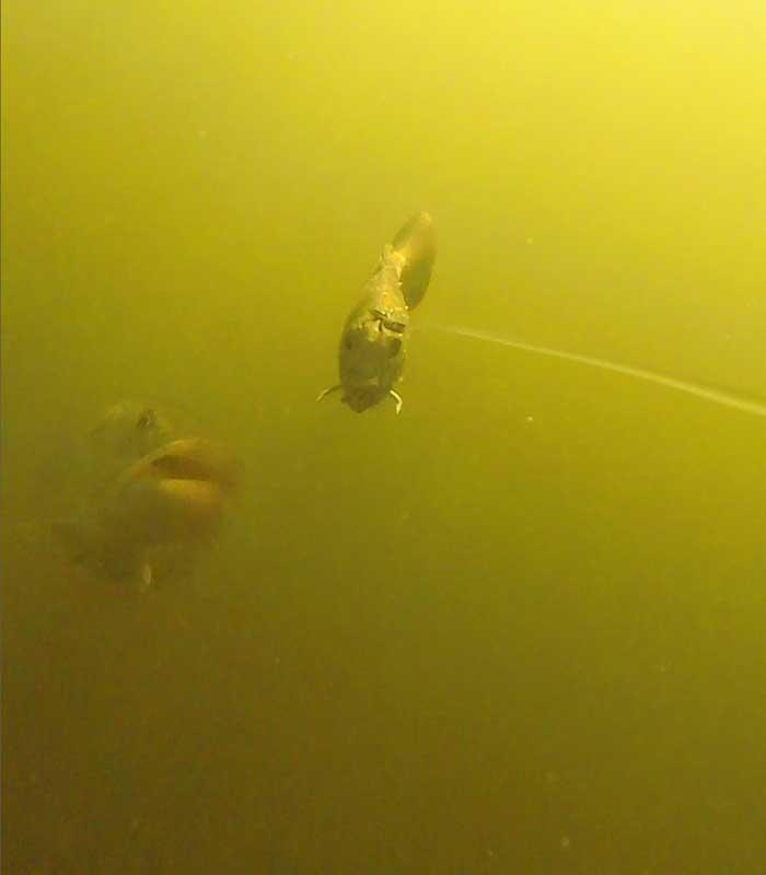 underwater camera