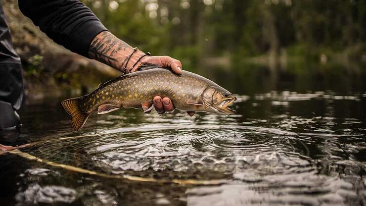 angler fishing brook trout