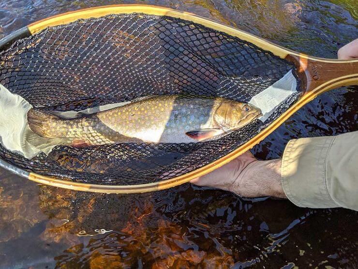 brook trout
