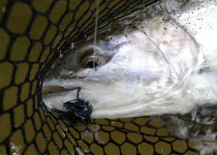 netted saugeen river steelhead