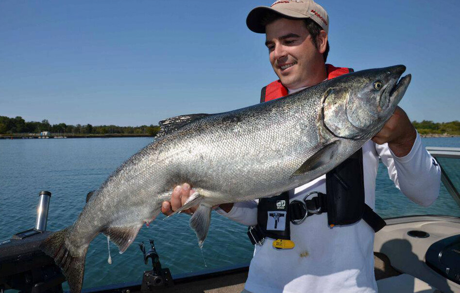 Le saumon du lac Ontario