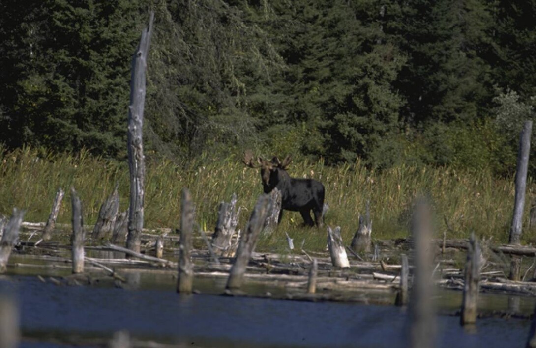 Guide sur la chasse au gros gibier