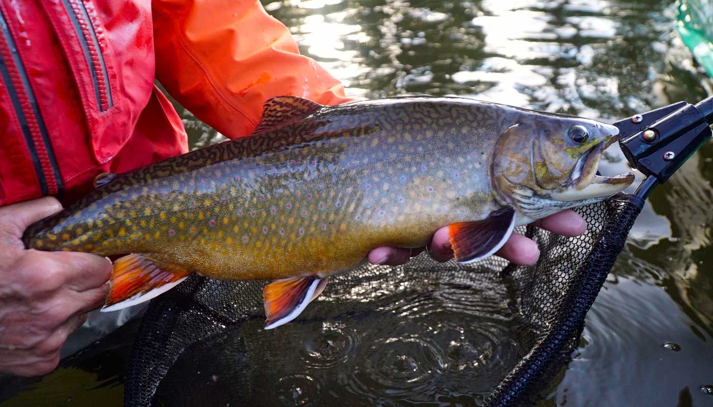 tnff_esnagamilodge_wildbrooktrout.jpg tnff_esnagamilodge_wildbrooktrout.jpg